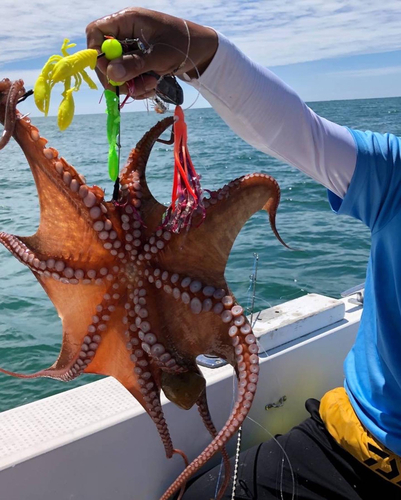 タコの釣果