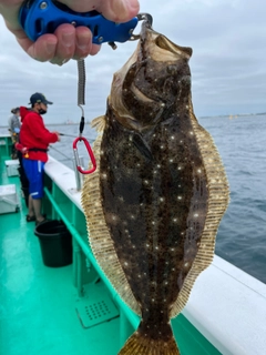 ヒラメの釣果