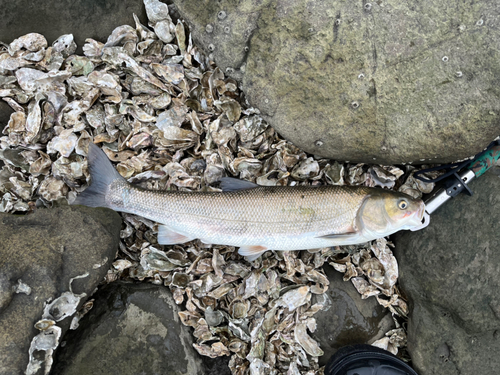 マルタウグイの釣果