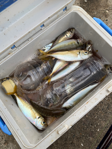 アジの釣果