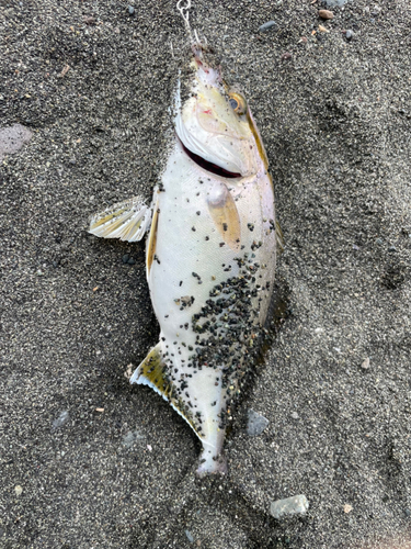 ショゴの釣果