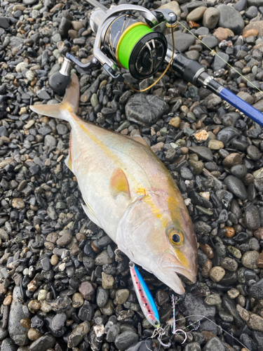 ショゴの釣果