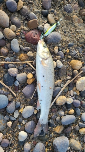 ウグイの釣果