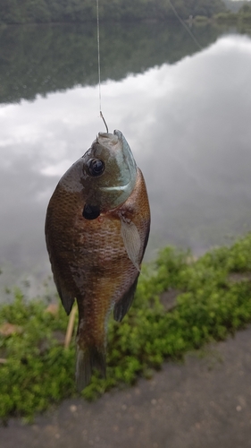 ブルーギルの釣果