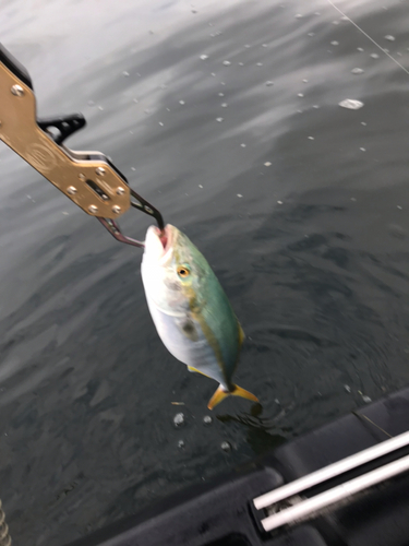 ワカシの釣果