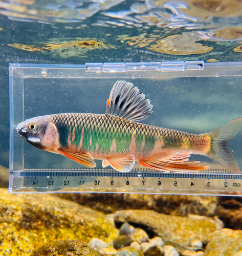 オイカワの釣果