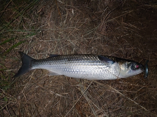 ボラの釣果