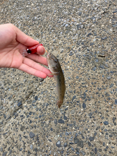 マハゼの釣果