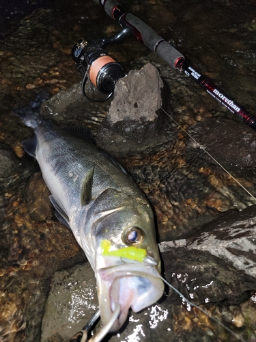 シーバスの釣果