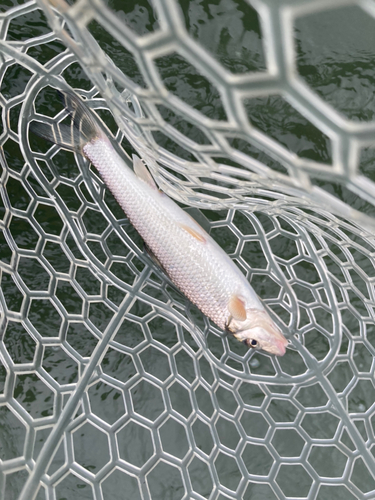 ニゴイの釣果