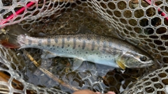 ヤマメの釣果