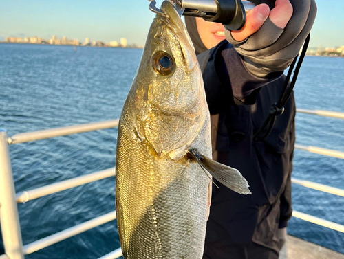 シーバスの釣果