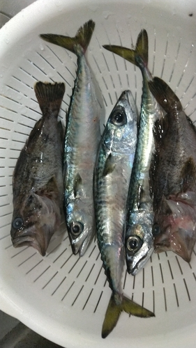 サバの釣果