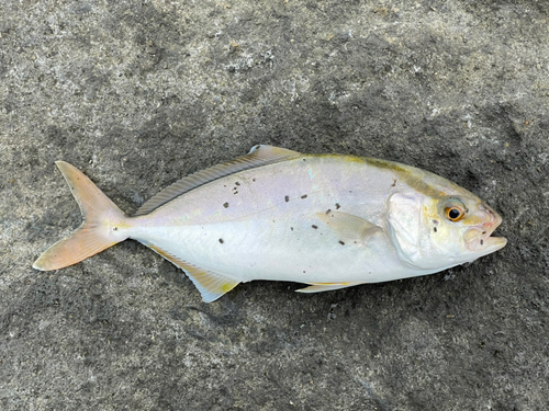 ショゴの釣果