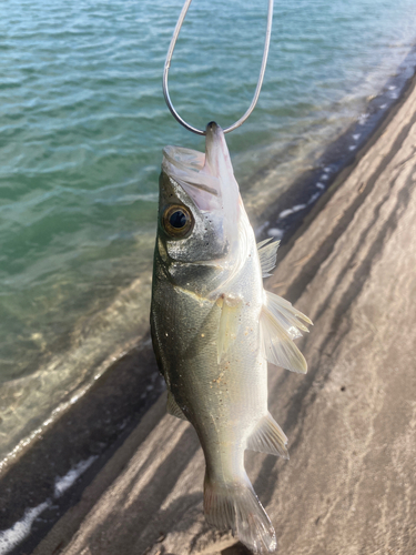 セイゴ（マルスズキ）の釣果