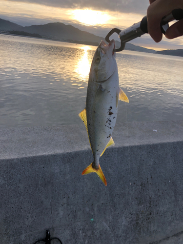 ワカシの釣果