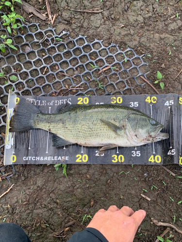 ブラックバスの釣果