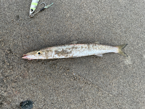 カマスの釣果