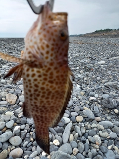 オオモンハタの釣果