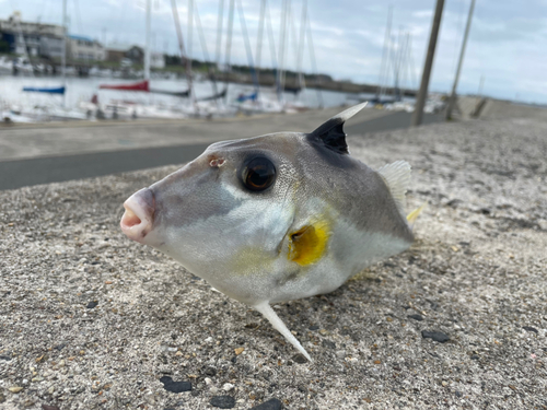 ギマの釣果