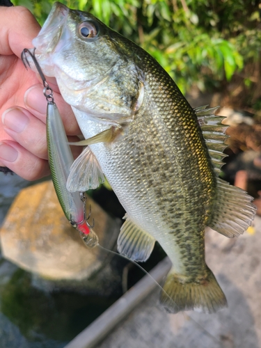 ラージマウスバスの釣果