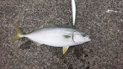 ハマチの釣果