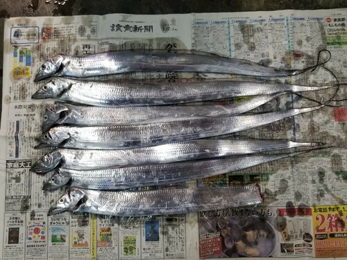 タチウオの釣果