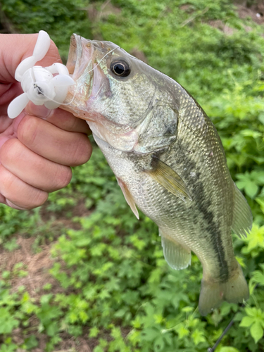 ラージマウスバスの釣果