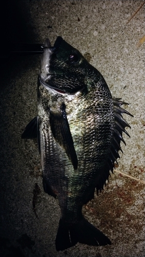 クロダイの釣果