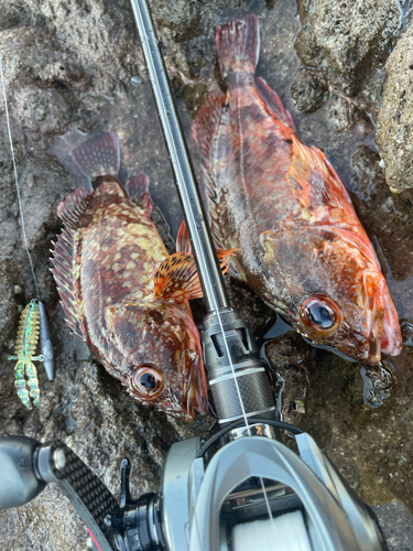 カサゴの釣果