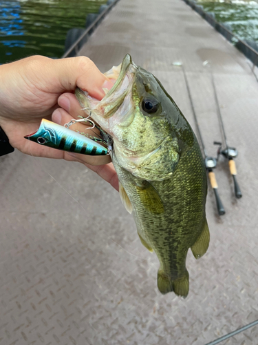 ブラックバスの釣果