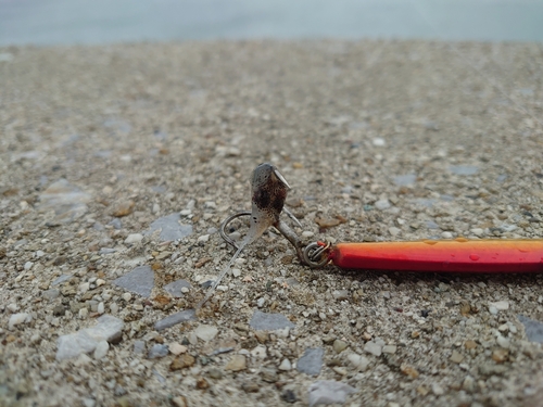 イカの釣果