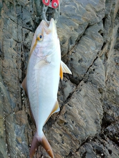 ショゴの釣果