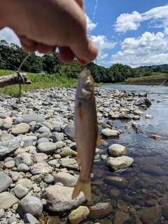 ウグイの釣果