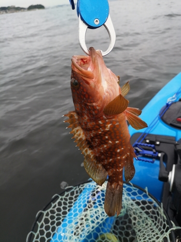 キジハタの釣果