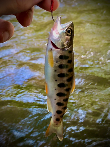 ヤマメの釣果