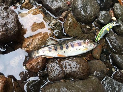 ヤマメの釣果