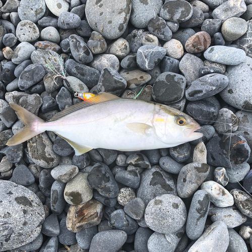 ショゴの釣果