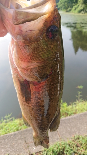 ラージマウスバスの釣果