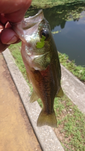 ラージマウスバスの釣果