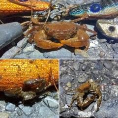 カニの釣果