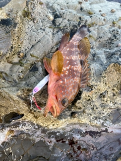 キジハタの釣果