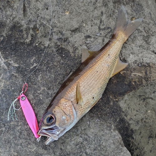 ムツの釣果