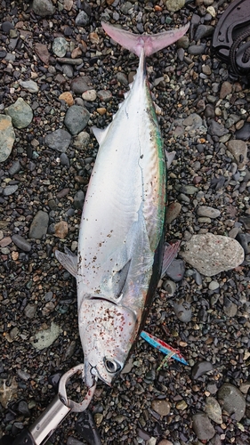 ソウダガツオの釣果