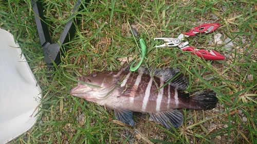 マハタの釣果