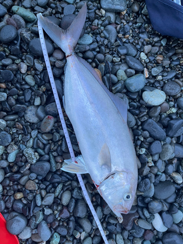 ショゴの釣果