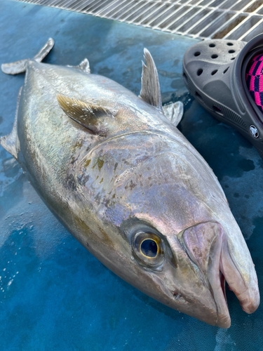 カンパチの釣果