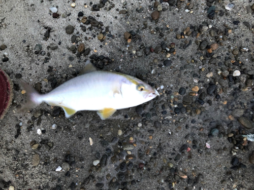 ショゴの釣果