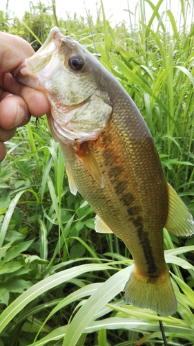 ラージマウスバスの釣果