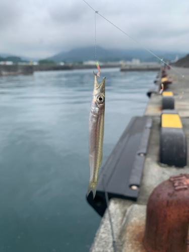 アカカマスの釣果